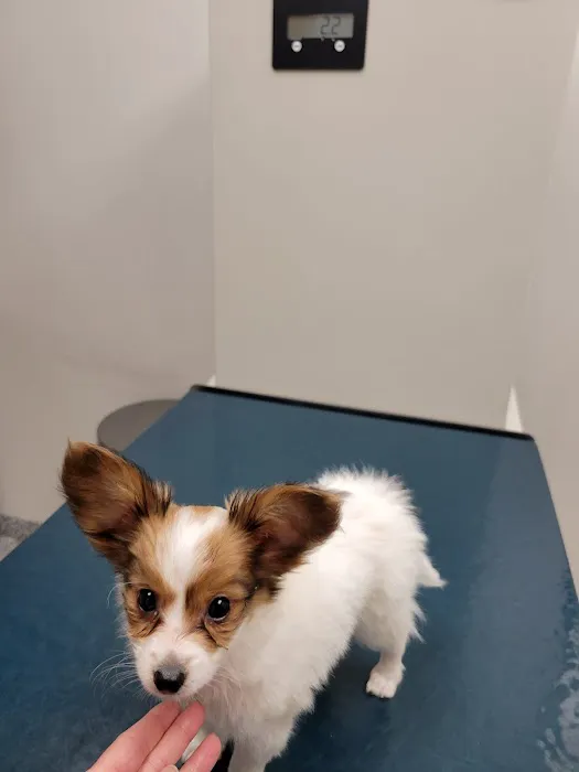 Oley Valley Animal Clinic Picture 5