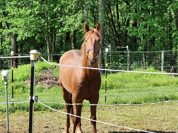 Lutz Veterinary Service Picture 5