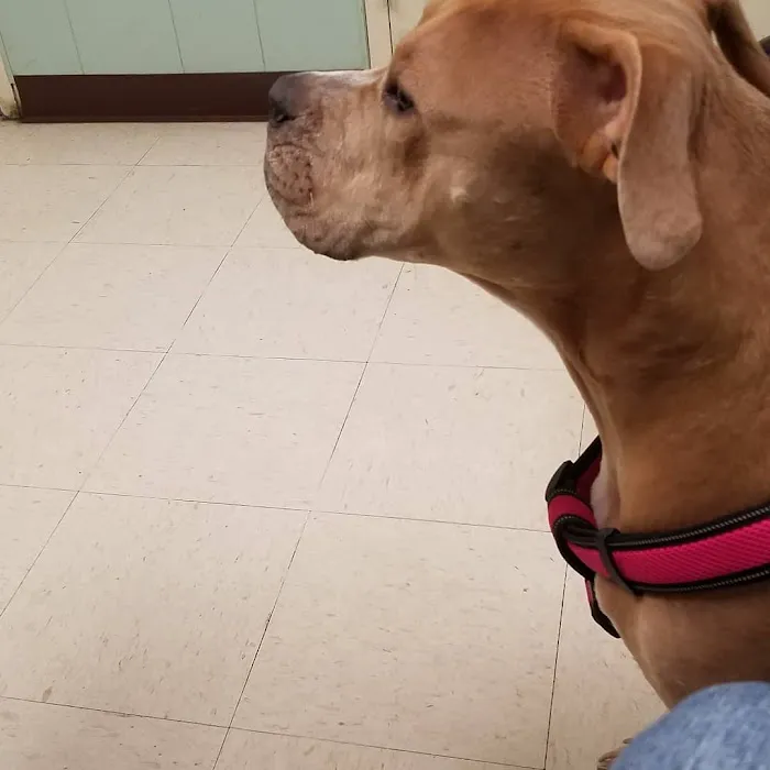 Blue Ridge Veterinary Clinic Picture 4