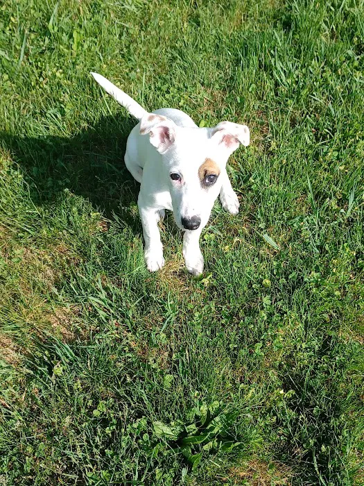 Blue Ridge Veterinary Clinic Picture 3