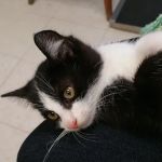 Blue Ridge Veterinary Clinic