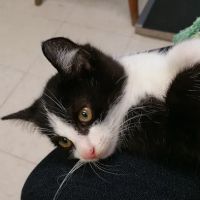 Blue Ridge Veterinary Clinic ico
