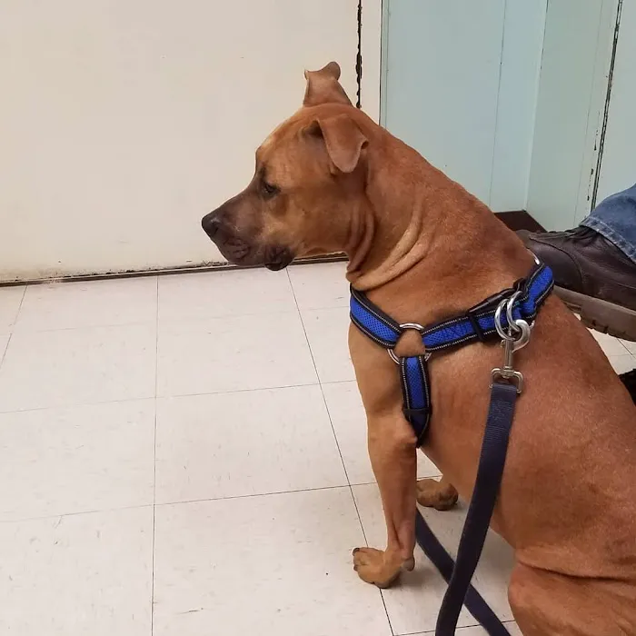 Blue Ridge Veterinary Clinic Picture 8
