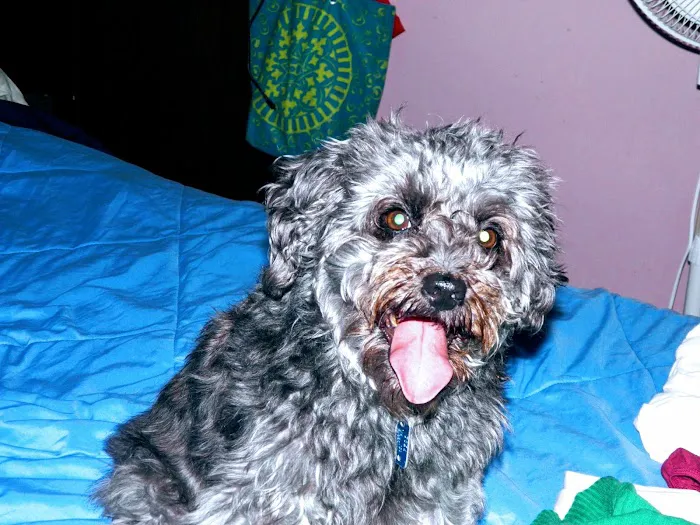 Blue Ridge Veterinary Clinic Picture 6