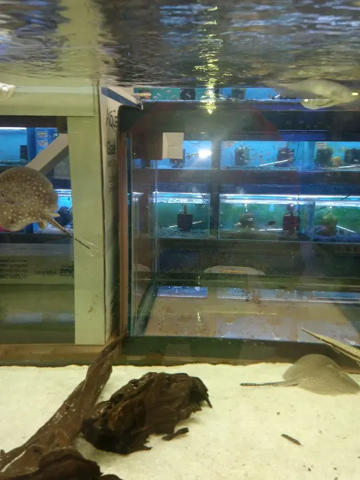 Lovely Pets Aquarium Picture 1