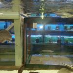 Lovely Pets Aquarium
