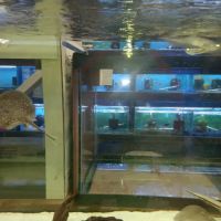 Lovely Pets Aquarium ico