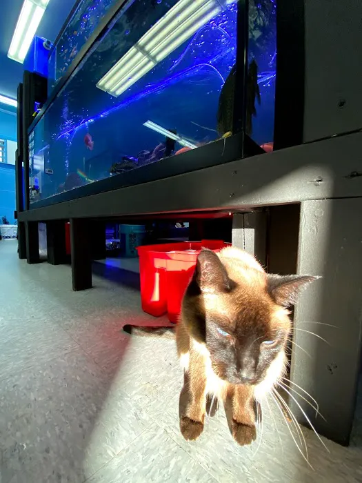 Lovely Pets Aquarium Picture 5