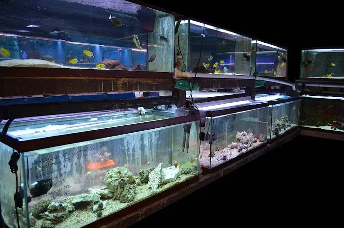 Lovely Pets Aquarium Picture 6