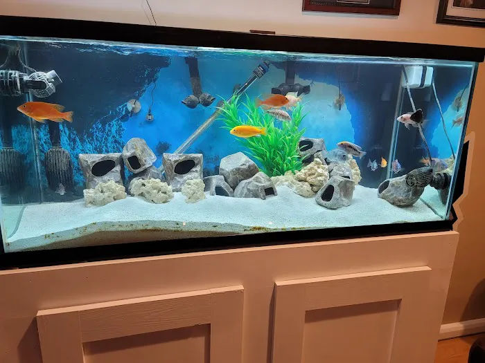 Lovely Pets Aquarium Picture 4