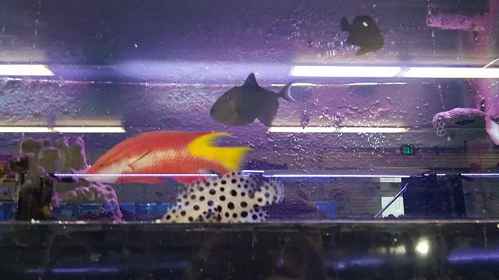 Lovely Pets Aquarium Picture 8