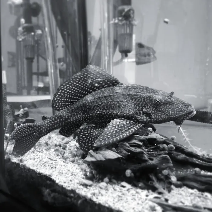 Lovely Pets Aquarium Picture 10