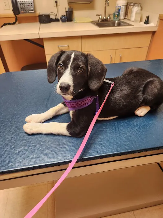 Highland Animal Hospital Picture 10