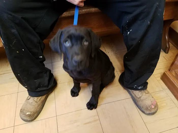 Little Gap Animal Hospital Picture 1