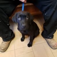 Little Gap Animal Hospital ico