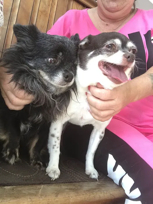Little Gap Animal Hospital Picture 6