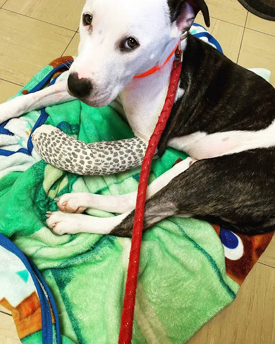 Little Gap Animal Hospital Picture 5