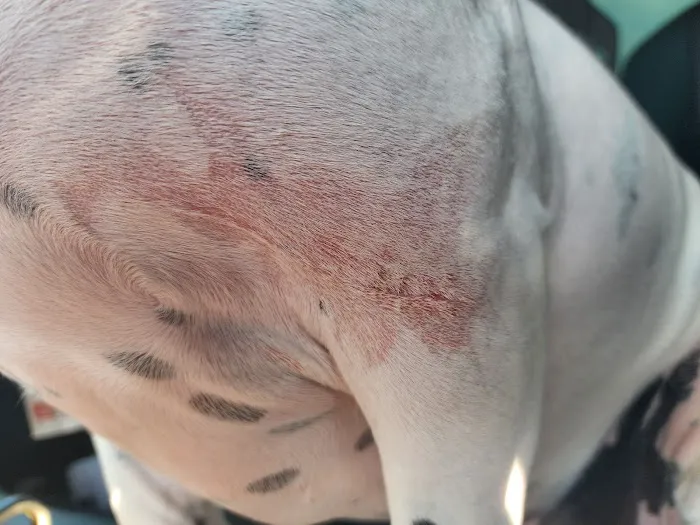 Little Gap Animal Hospital Picture 7