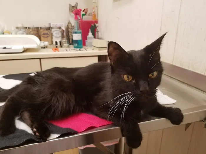 Little Gap Animal Hospital Picture 8