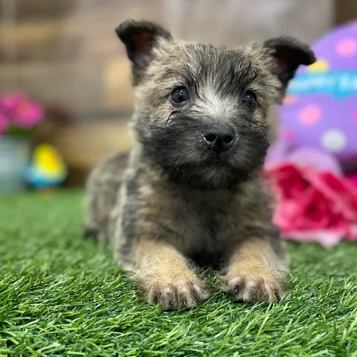 Pet Express Picture 3