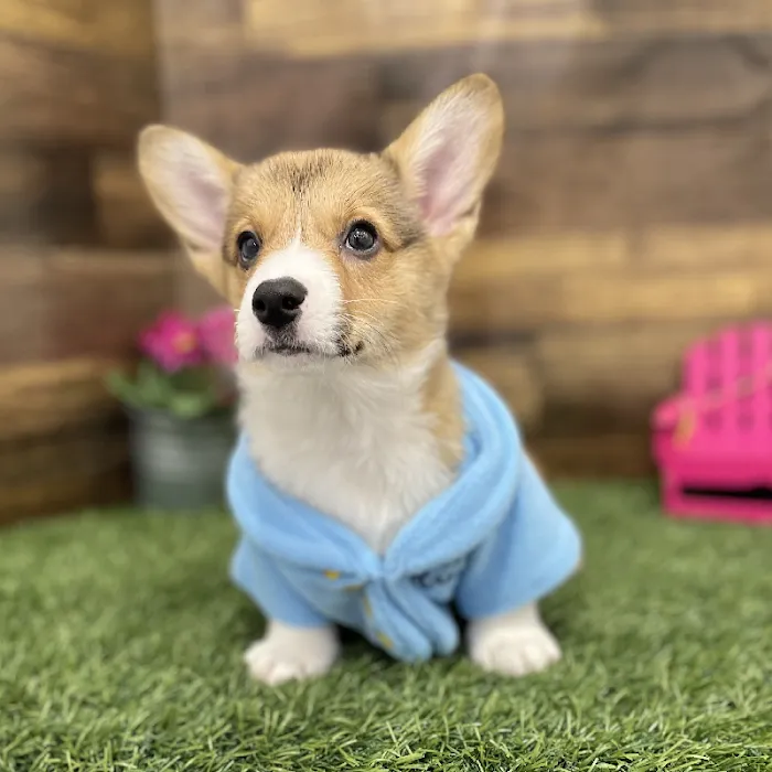 Pet Express Picture 5
