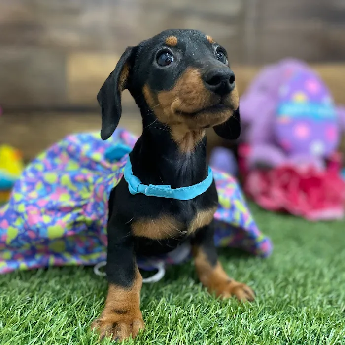 Pet Express Picture 6
