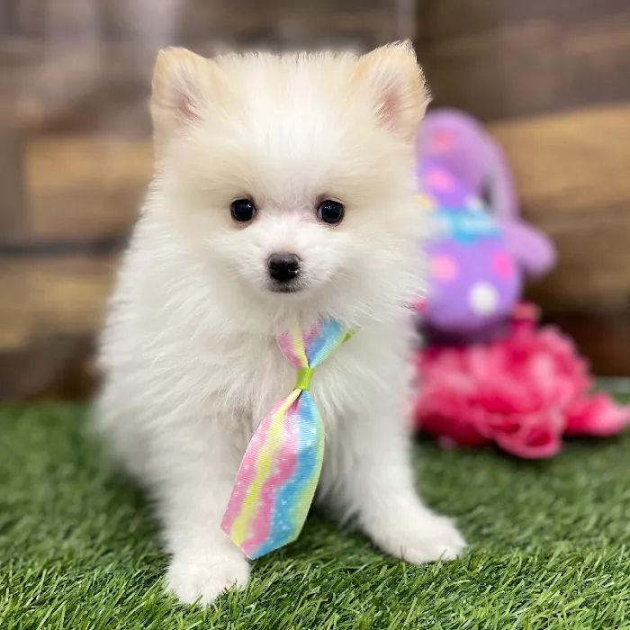 Pet Express Picture 7