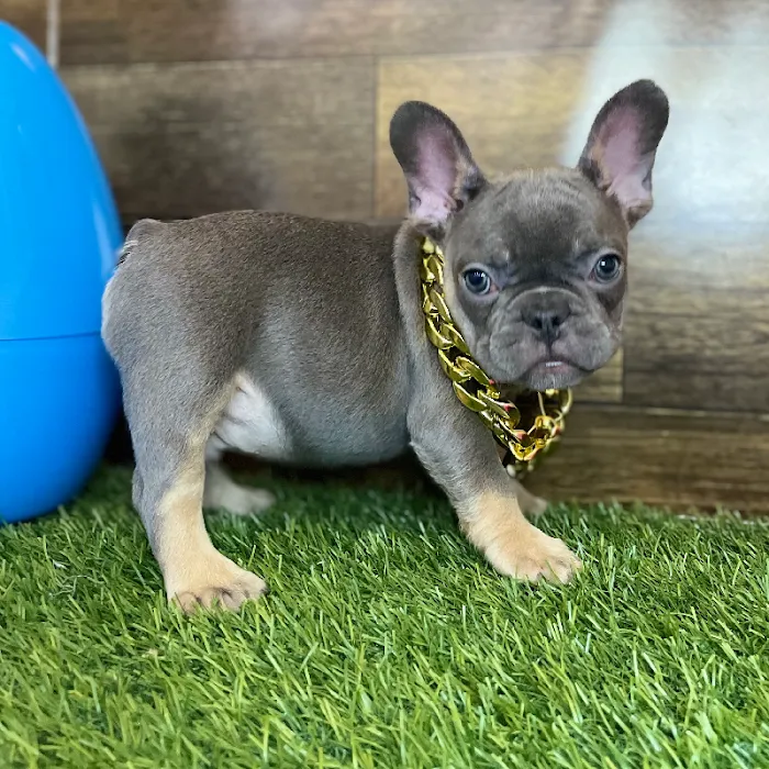Pet Express Picture 8