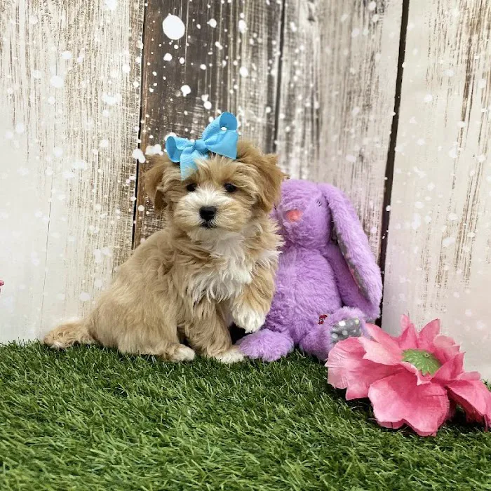 Pet Express Picture 9