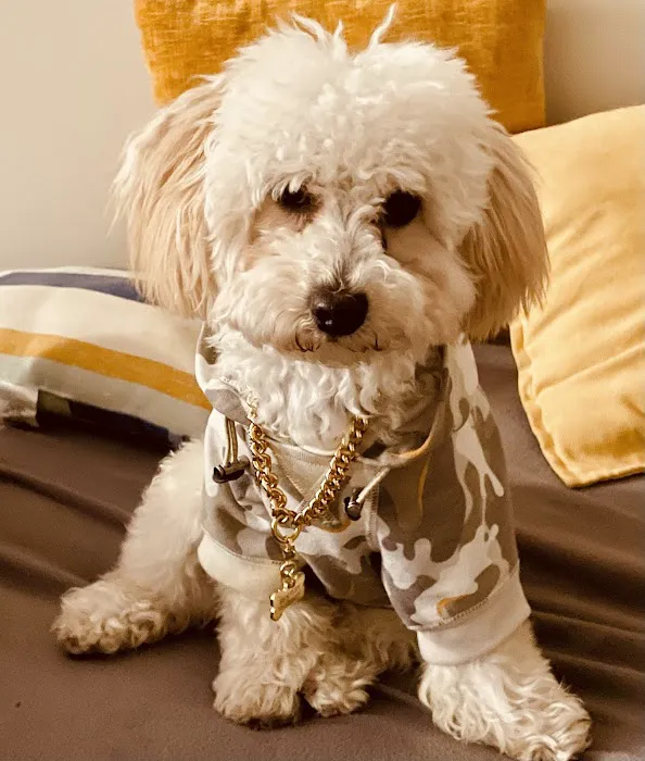 Pet Express Picture 10