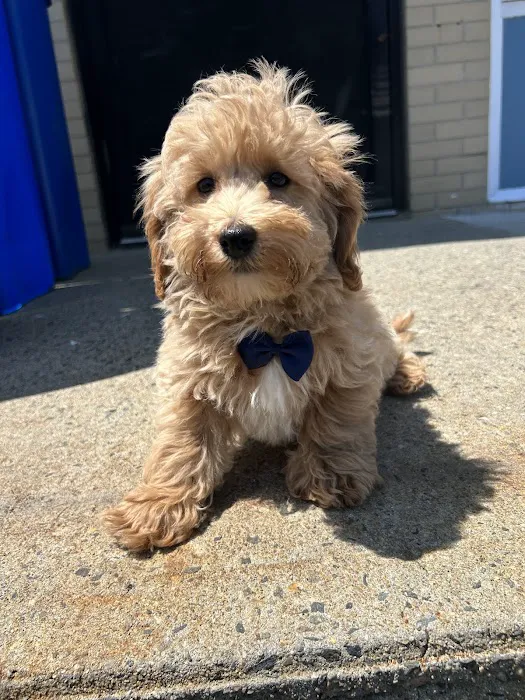Puppy Boutique Picture 2
