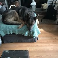 Forest Inn Veterinary Hospital ico