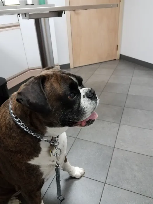 Forest Inn Veterinary Hospital Picture 5