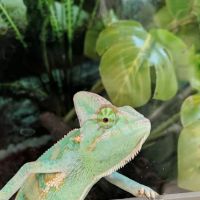 Petco ico