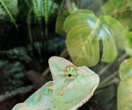 Petco