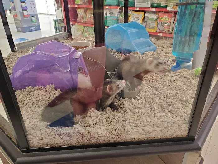 Petco Picture 5