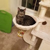 Mountain Valley Spay/Neuter and Vaccine Clinic ico