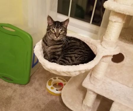 Mountain Valley Spay/Neuter and Vaccine Clinic
