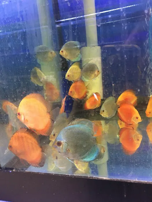 Quincy Aquarium Picture 9