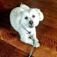 Mt Olive Veterinary Hospital ico