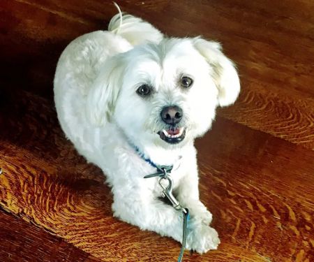 Mt Olive Veterinary Hospital