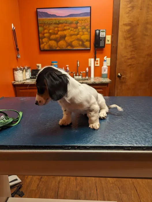 Mt Olive Veterinary Hospital Picture 9
