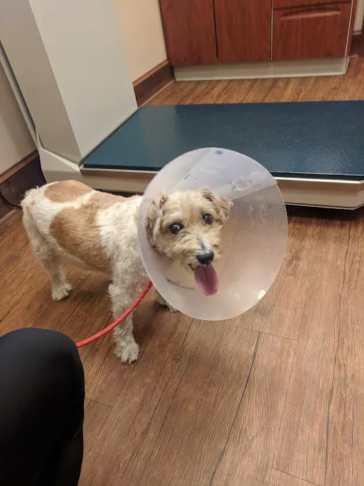 Mt Olive Veterinary Hospital Picture 8