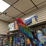 Big Fish Little Fish Pet Store