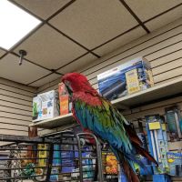 Big Fish Little Fish Pet Store ico
