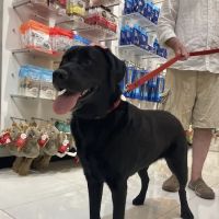 Boston Barkery ico