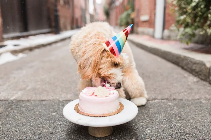 Dog Eat Cake Pet Bakery| E-Commerce Picture 3