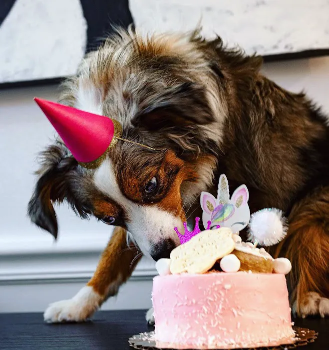 Dog Eat Cake Pet Bakery| E-Commerce Picture 4