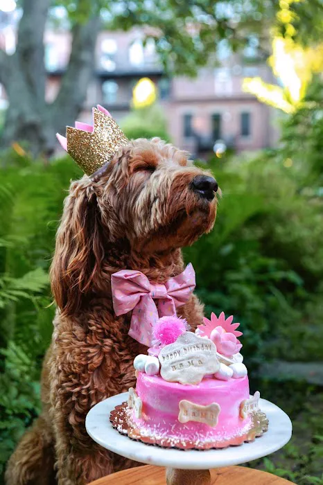 Dog Eat Cake Pet Bakery| E-Commerce Picture 8