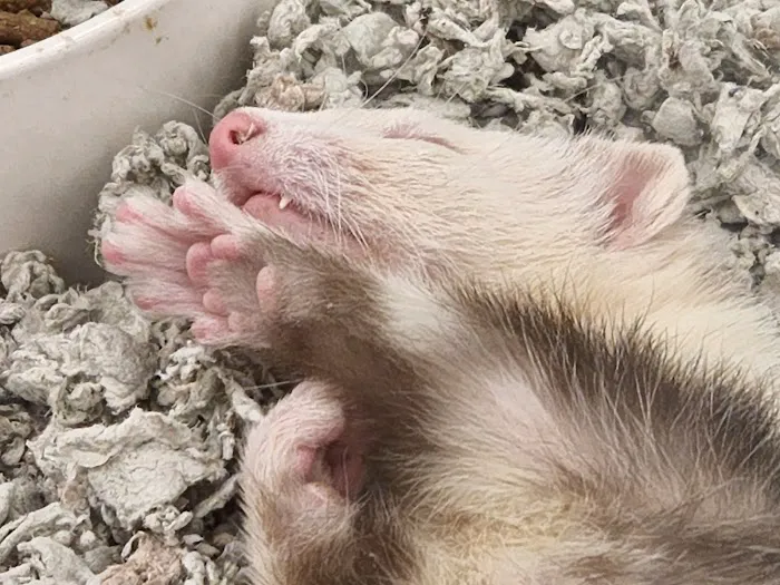 Petco Picture 4